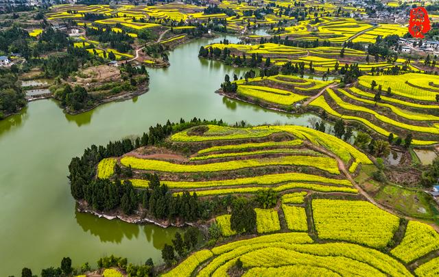 重庆，你糊涂呀！这么美的油菜花海都不宣传，感觉比云南罗平还美
