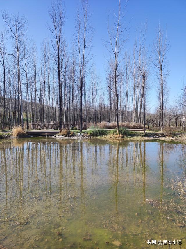 赏柿子不需要去远方，西安这里1小时可达，红柿配村舍，人少景美