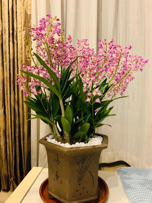 女子晒“满阳台的石斛花”，不可方物，网友：我的天，难道是真的