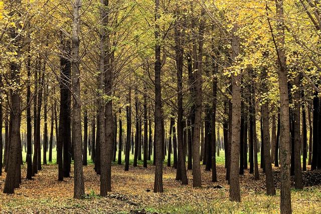 立冬时节，来顺义赴一场银杏之约