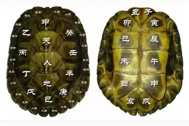 乌龟壳之谜：13块骨板的道家智慧图片