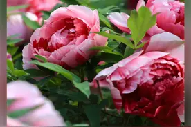 有一种叫云南的生活之365天｜3月25日 楚雄武定 牡丹花开醉雍容图片