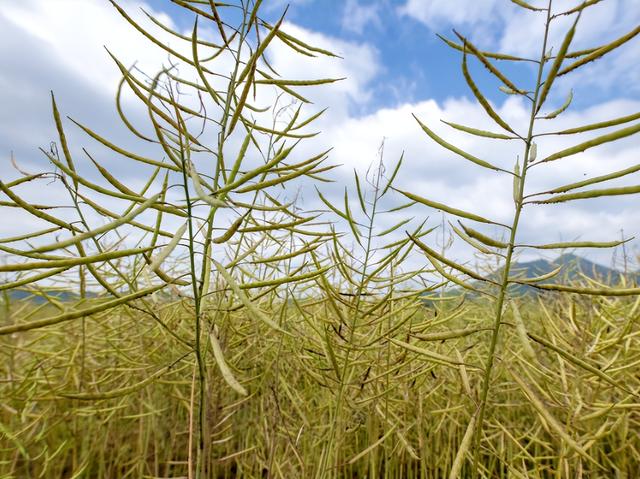 菲开首枪后，第2个攻击中国阅兵的国家出现，5万吨油菜籽白买了？