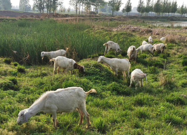 中世纪传统活到现在，为羊群让道，纽伦堡年度奇观引热议