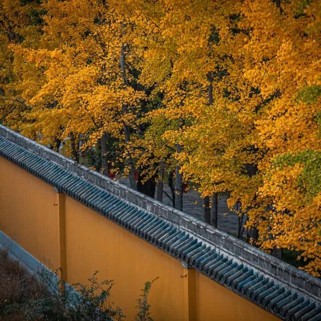 我们把台儿庄古城的秋天“晒”满了朋友圈，温柔了整座古城的初冬