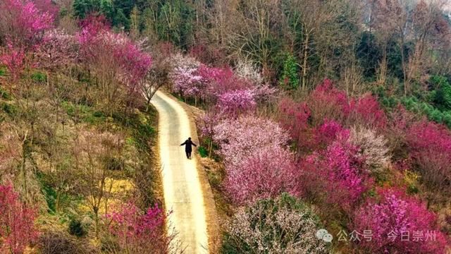 崇州的樱花，开啦！！!