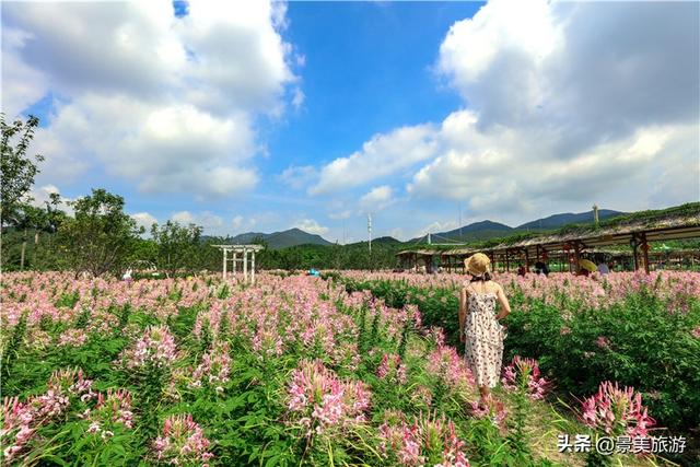 金秋佛山簪花觅花香，如果您是大男人，愿意头上戴花出游吗？
