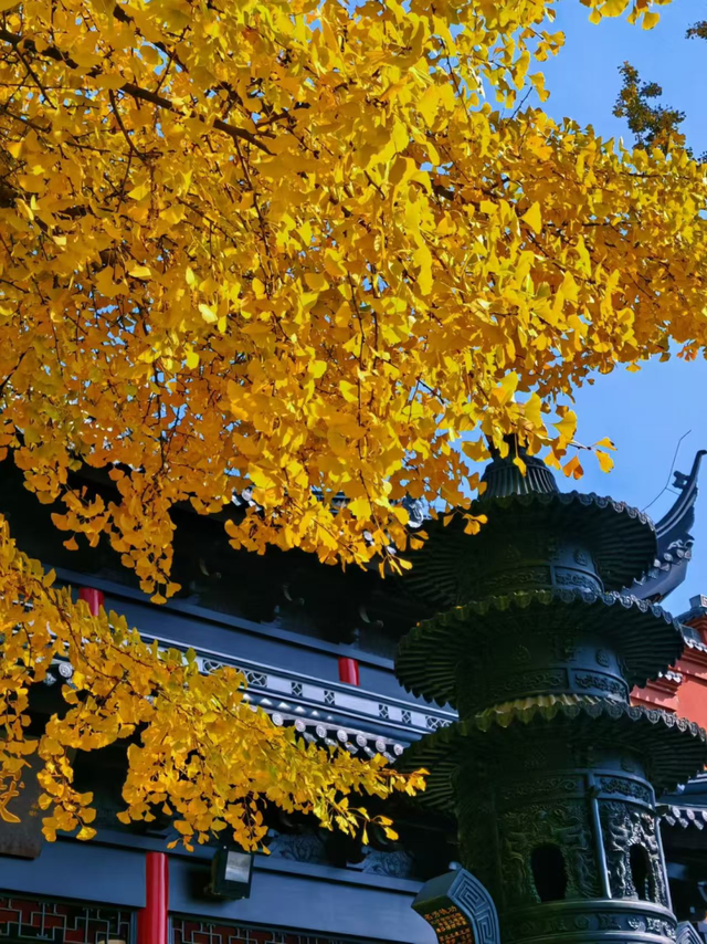 超出片！江阴这些地方“红了”！