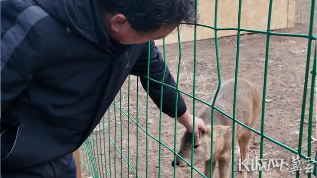 冰雪康巴诺尔：鲜花斗艳 药膳驱寒 萌宠互动