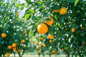 柑橘喷肥3招必杀技！叶片油亮爆浆甜！图片
