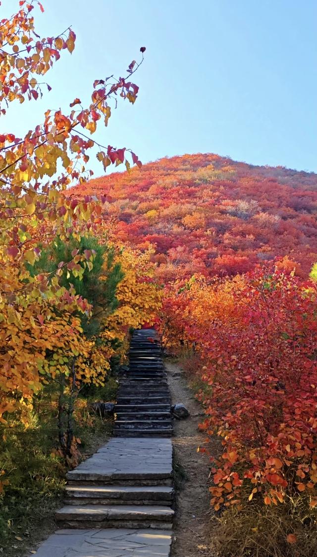 北京披峰岭（红枫叶）