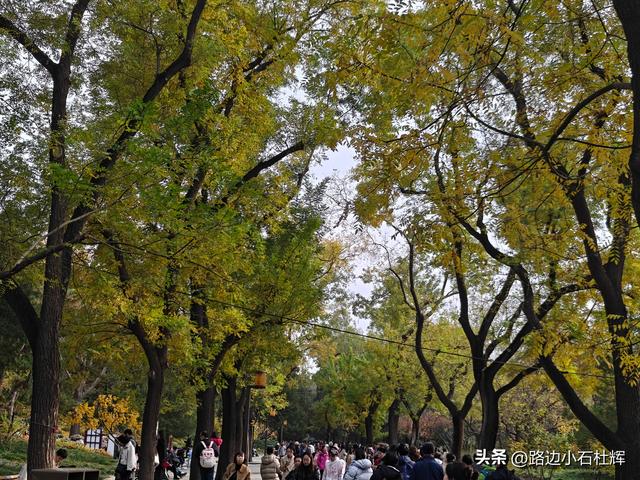 从童年嬉闹到诗意园林——一个北京土著的北海公园记忆