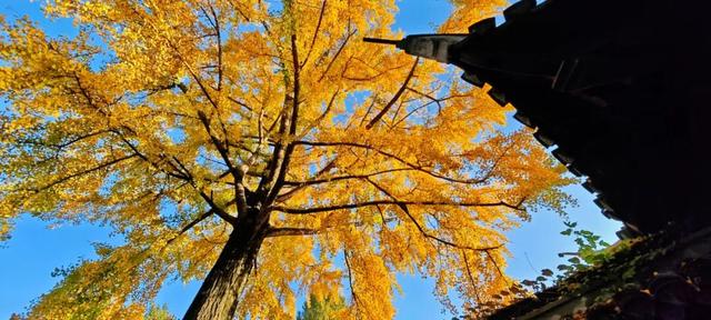 快来如皋打卡，错过就要等一年了🤩🤩🤩