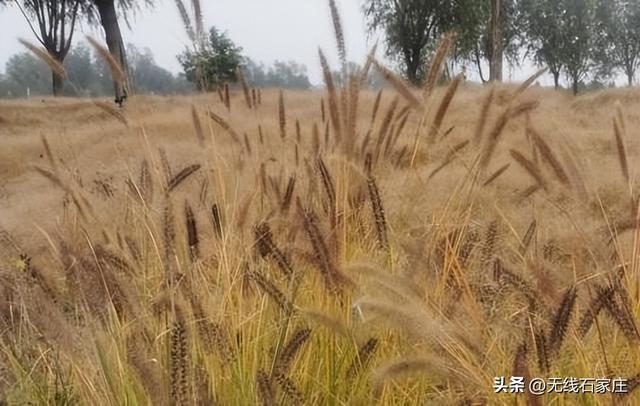 一叶知秋！2025年石家庄市城区赏秋指南来啦 这些地方别错过