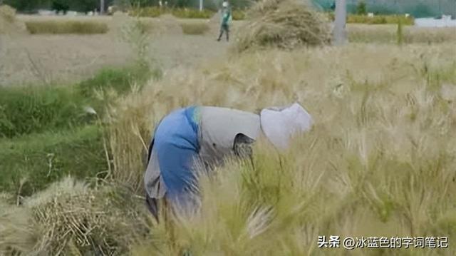 刈割的刈怎么读？刈什么意思？刈麦什么意思？你吃过刈包吗？