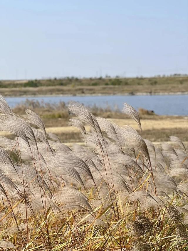 芦花飞雪！比人高+多机位！青岛氛围感芦苇荡初冬打卡地