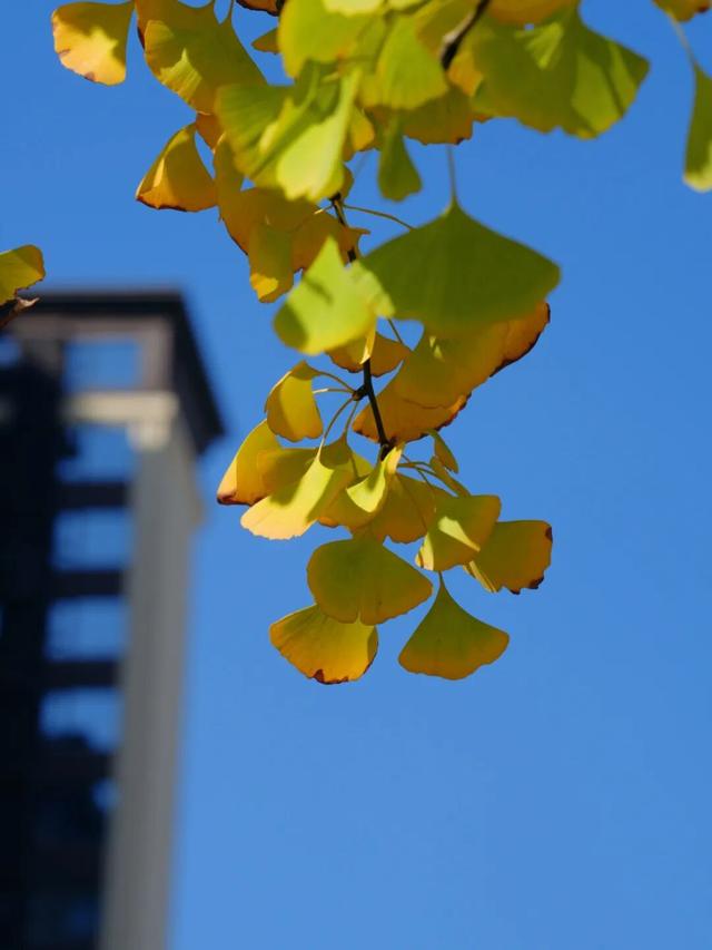 新津藏了条“似锦街”，一半金黄，一半滚烫