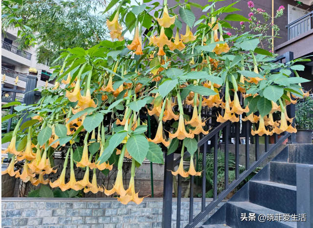厦门一户人家把“曼陀罗”养大门口，太迷人，吸引无数人拍照打卡