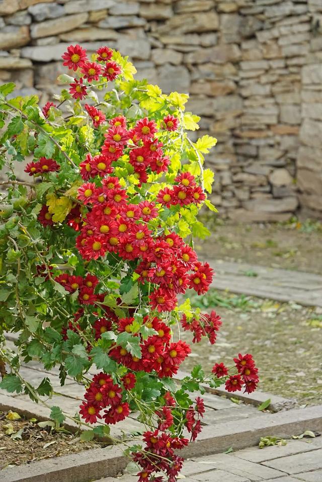 石巷、落日、采摘，济南这座古村一年四季都在“慢生活”