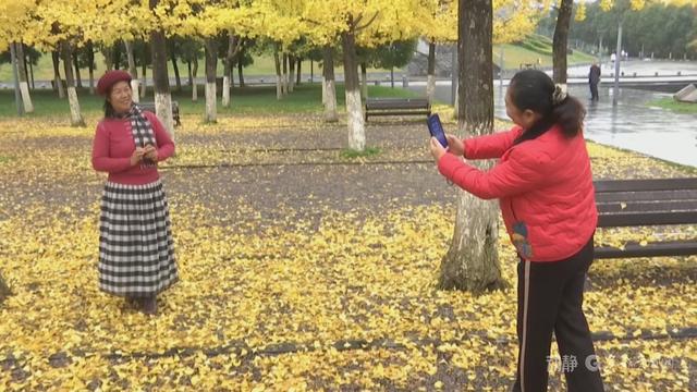 初冬“杏”韵：邂逅贵州的金色浪漫