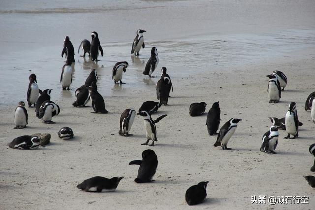 南部非洲：南非开普敦企鹅岛