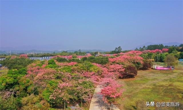 元旦三水南山：一日跨四季，赏花，观烟花，在花香与璀璨中迎新岁