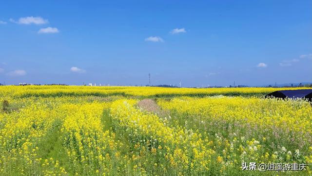 西彭新民村：万亩金浪入画来，重庆藏着个金色童话