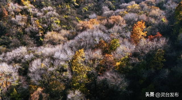 把灵台秋韵的山水诗意 都藏进这个秋天里