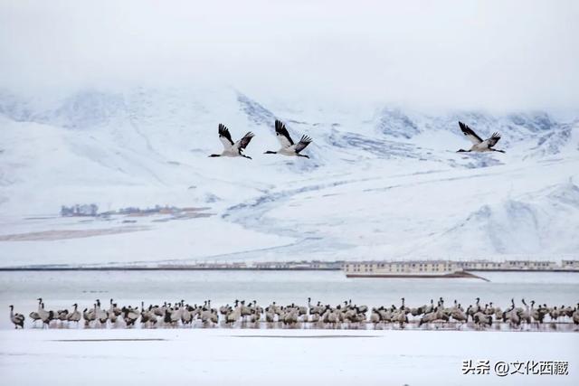 前往布达拉宫、纳木错等景区的游客注意啦！