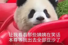 大熊猫圈的“显眼包们”可爱兄妹占据榜首图片