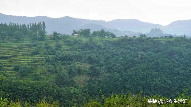 山上的野花为你开 从锡崖沟经王莽岭隧道到达太行之巅东庙华村