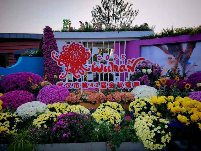 武汉动物园金秋菊展集锦