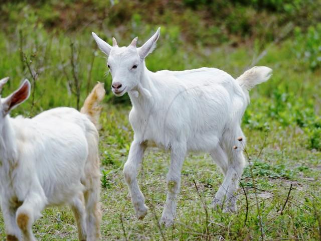 2026年对白羊座来说，是一场盛大的“好运狂欢”