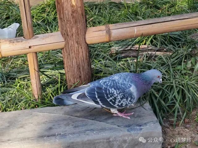 白马寺的鸽子,呈现世间生灵最好的模样