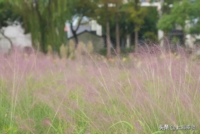 出门赏秋色，一起把四团美景“装”进相机里