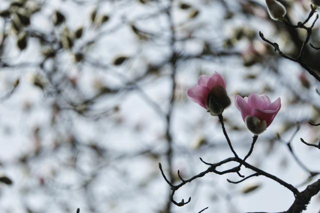 吴家后山，于是相信了那就是辛夷