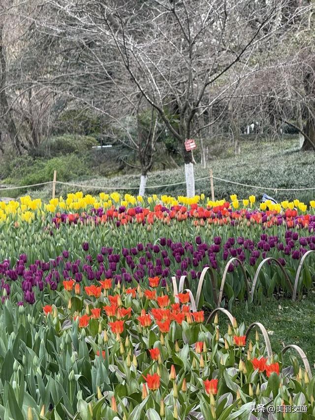 城事新探 | 太子湾郁金香上线，樱花、玉兰争相绽放，杭城这里“含春量”100%🤩🤩🤩