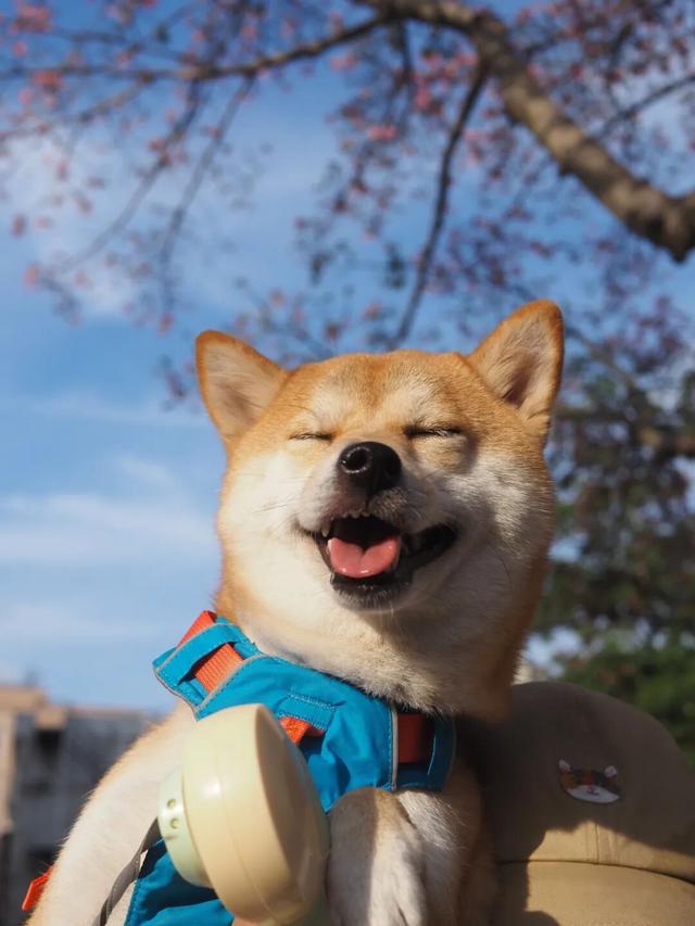 龙岗秋冬浪漫打卡指南来了！瀑布花海、空中花路…这份粉色攻略快收好！