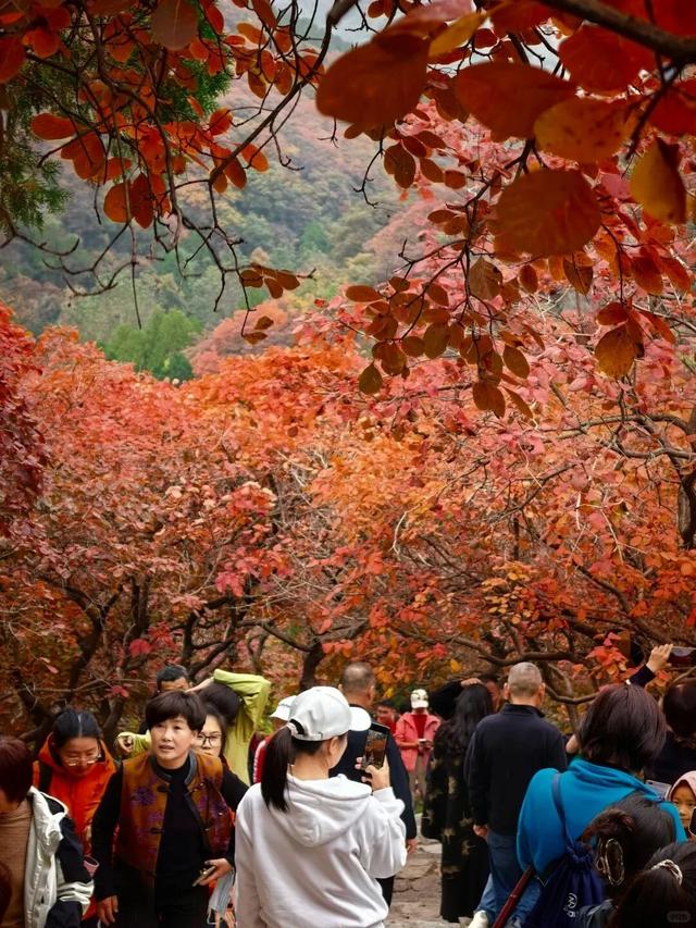 最新实拍！潍坊这里迎来“全红时刻”！