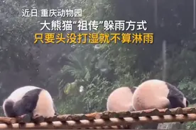 可爱会传染！大熊猫躲雨主打一个顾头不顾腚图片