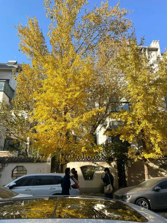 沈阳这些地方太美了!赏秋倒计时,错过等一年!