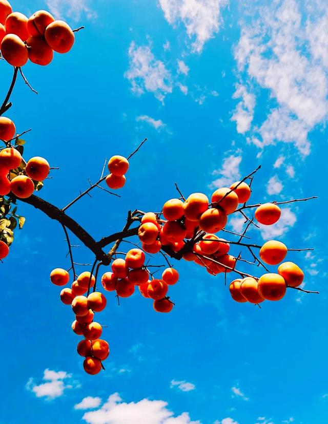 桂林：不入柿园，怎知秋色几许！