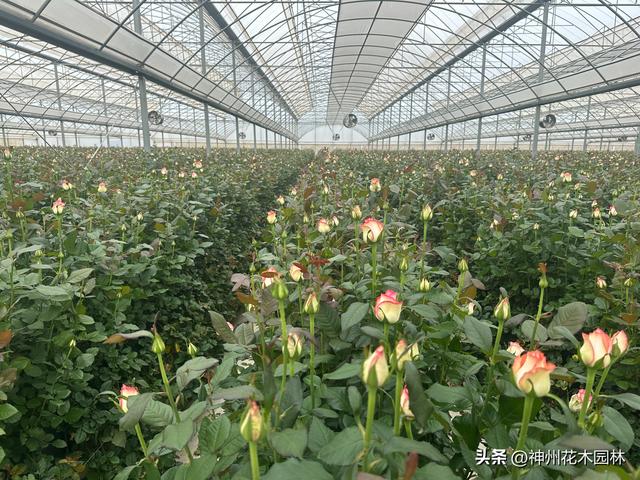 “昆明云上花旅季”晋宁玫瑰文化节展现“高原花都”产业卓越成就