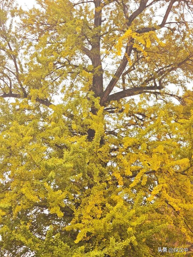 冬启秋未远！草川子的秋景仍在等你