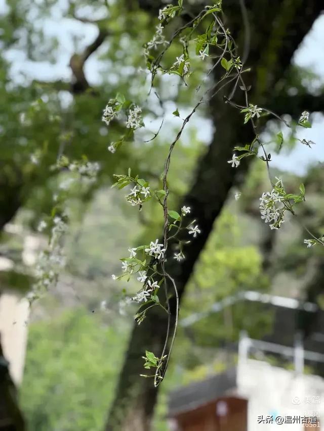 秋高气爽,温州这座奇石林立、风光奇绝的道教名山等你走起!