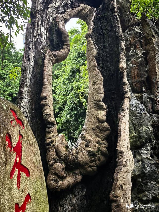 福州不多的收费古寺,20元门票能吃到宋代的荔枝吗?看我实地探访