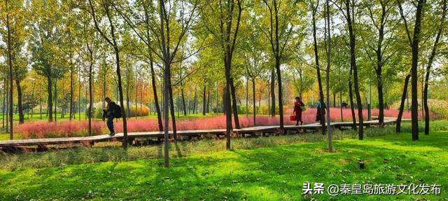 秦皇岛最大临海公园迎来“颜值巅峰”,栈桥听海、枫林斑斓,打卡走起!