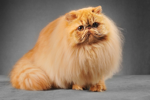 全世界100个宠物猫品种大赏！