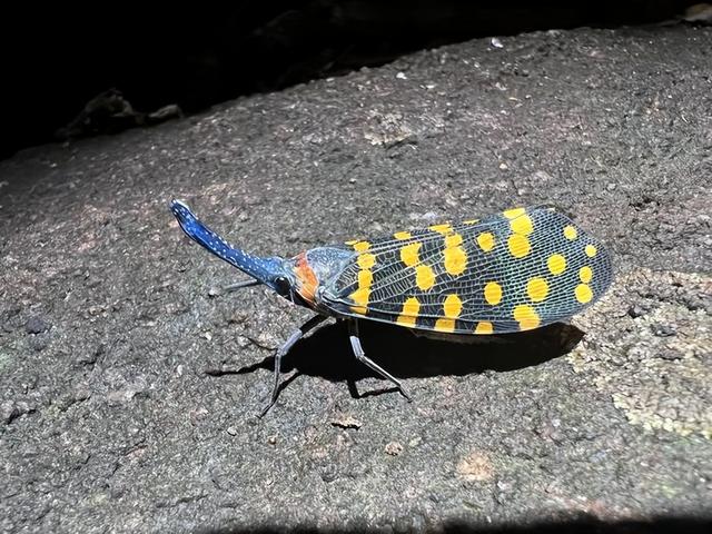 研究表明，新物种发现速度远超物种灭绝速度