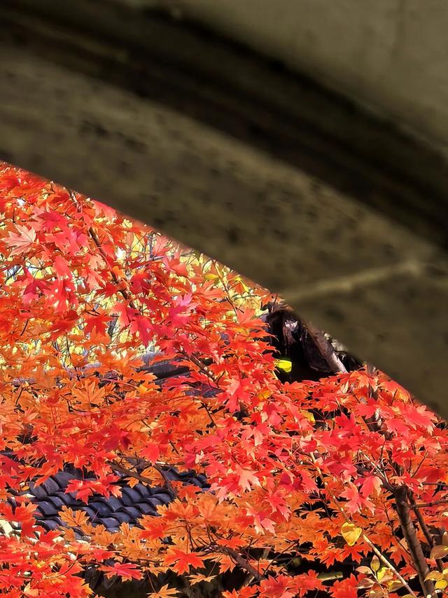 谁懂啊？这里的红枫，才是秋日“天花板”！